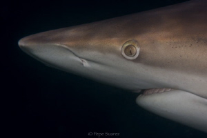 Oceanic Black Tip encounter with a macro lens by Pepe Suarez 